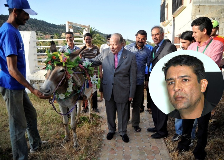 صور حمير اروع صور الحيوانات صبايا كيوت