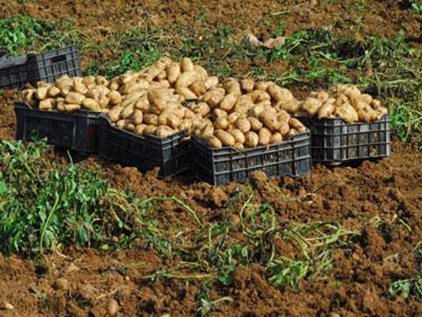 تبارك الله.. المغاربة يستهلكون مليون و500 ألف طن من البطاطس سنويا