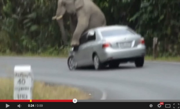 التايلاند.. فيل يحطم سيارة