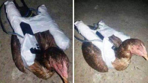 بعد الماعز.. داعش تستعمل الدجاج في التفجيرات