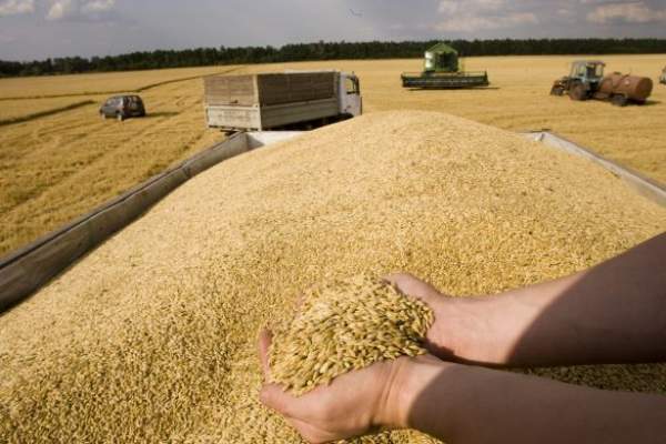 لإنتاج الدقيق المدعم.. المغرب سيشتري 105 آلاف طن من القمح اللين