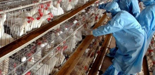 يؤدي إلى نفوق وانخفاض الإنتاج عند الدواجن.. فيروس أنفلونزا الطيور لأول مرة في المغرب
