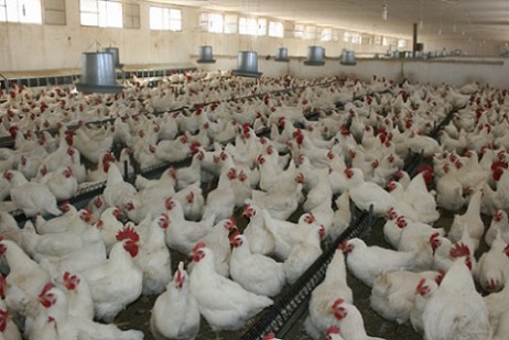 فيدرالية قطاع الدواجن: لا خوف على الدجاج