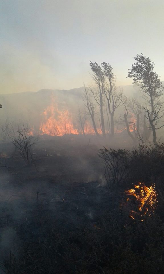 بالصور.. حريق يلتهم غابة جبل ودكة في تاونات