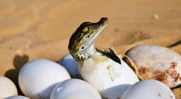 إدريس أغوشاف.. أول تمساح يولد في المغرب!!