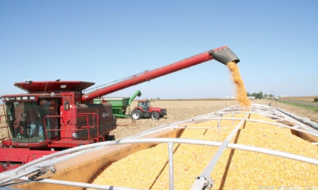 اتفاق تعريفة تفضيلية.. المغرب يشتري 235 ألف طن من القمح الأمريكي