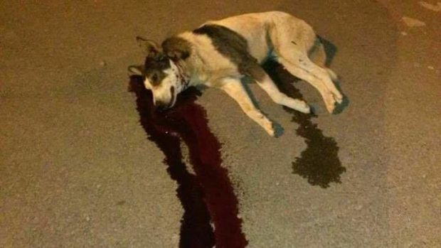 بسبب قتل الكلاب الضالة.. منظمة فرنسية تراسل الملك!!