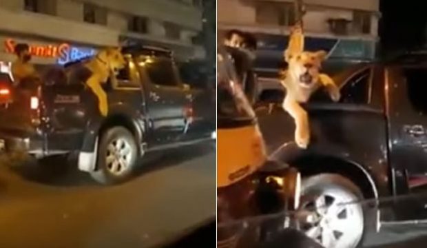 كلها والعياقة ديالو.. اعتقال باكستاني تجول في شوارع كراتشي بأسد! (فيديو)
