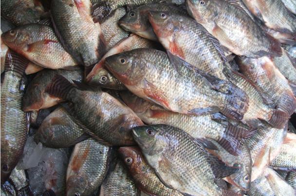 رئيسة مصلحة المنتجات السمكية في “أونسا”: ليس هناك ارتفاع لمستويات الزئبق في الأسماك المغربية واستهلاكها لا يشكل أي خطر