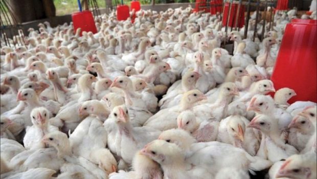 فيدرالية قطاع الدواجن بالمغرب: دجاجنا بخير