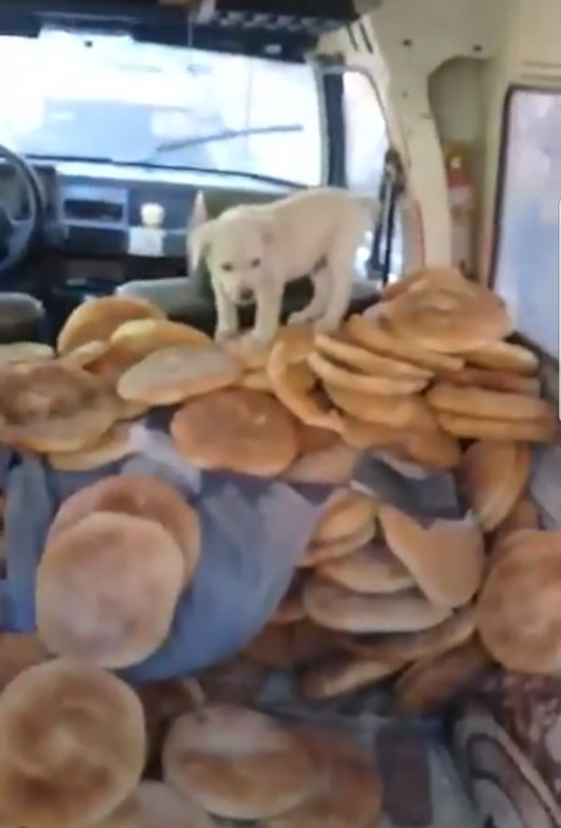 بالفيديو.. جرو في سيارة لتوزيع الخبز!