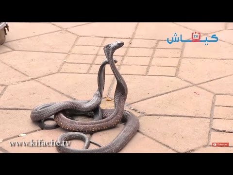 جامع الفنا ومهرجان مراكش.. الحلقة في زمن السينما! (فيديو)