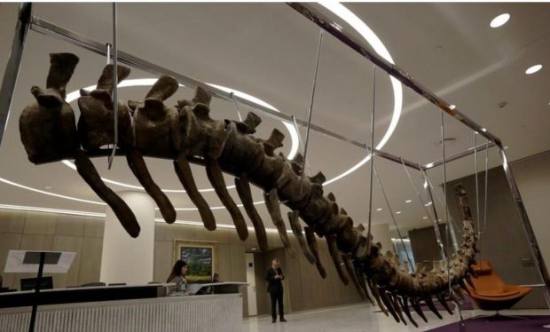 ثمنه يزيد عن 95 ألف دولار.. ذيل ديناصور “مغربي” يباع في مزاد علني في المكسيك