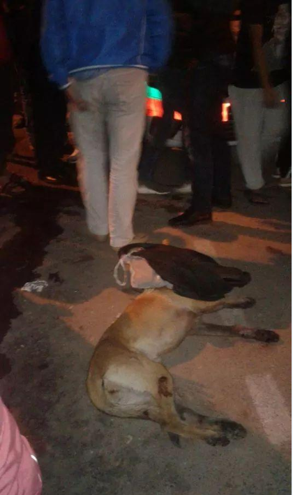 حادث مؤلم في أكادير.. كلبة تقتل طفلة في عامها الرابع