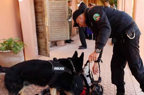 مطار كازا.. دورة تكوينية لتدريب الكلاب البوليسية على رصد الأجسام المتفجرة في حقائب السفر
