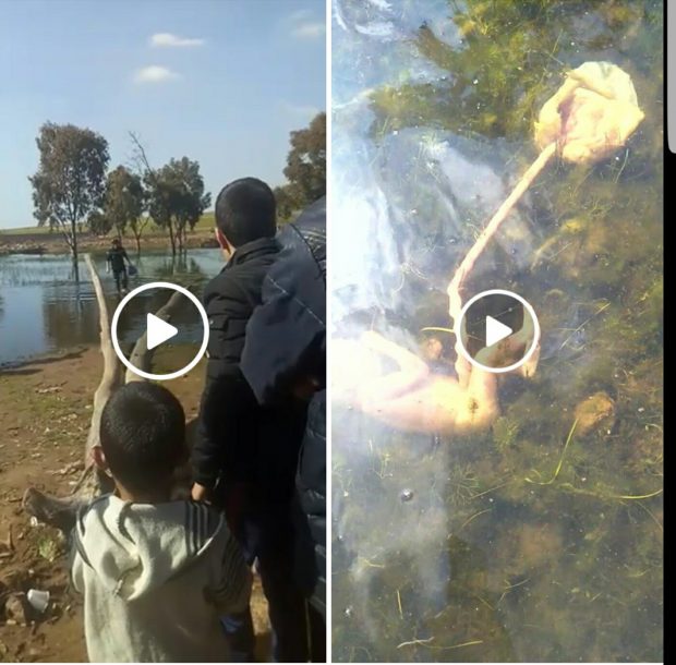 بالفيديو من كازا.. جثة رضيع في بركة ماء!