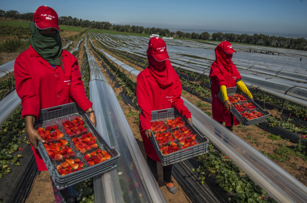 الخلفي عن عاملات “الفريز” في إسبانيا: كرامة المغربيات خط أحمر