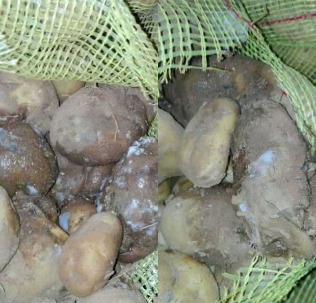 كانت غادي تباع فريت في مطاعم مراكش.. حجز وإتلاف 8 أطنان من البطاطس الفاسدة