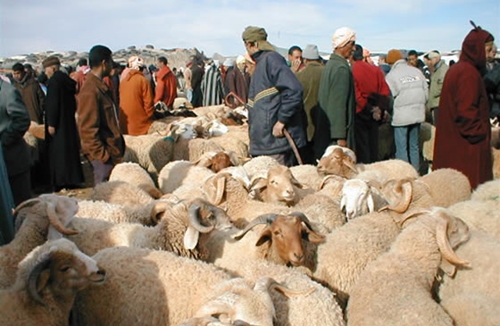 العيد الكبير.. وزارة الفلاحة حاضية مع تسمين الأضاحي