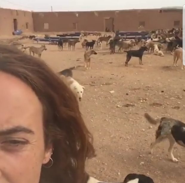 هاد الشي بزاف.. أكثر من 3 ملايين كلب في شوارع المغرب!! (فيديو)