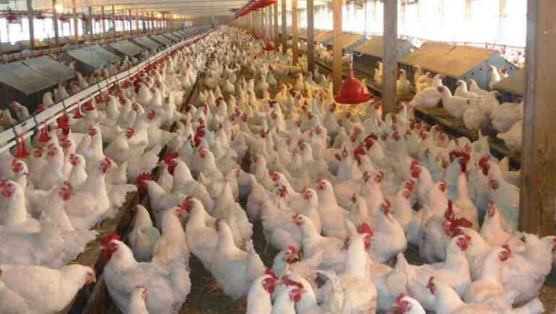 وزارة الفلاحة: الدجاج الأمريكي سيدخل المغرب بشروط