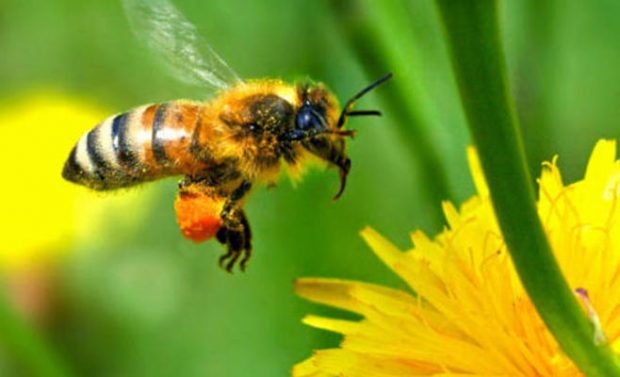 دراسة: سم النحل علاج للإكزيما