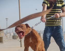 المحمدية.. البوليس يستعمل الرصاص في مواجهة كلب بيتبول!