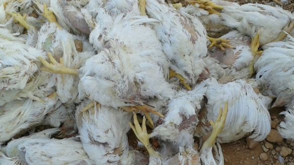 خطير.. 92 في المائة من الدجاج المستهلك في المغرب غير مراقب!!