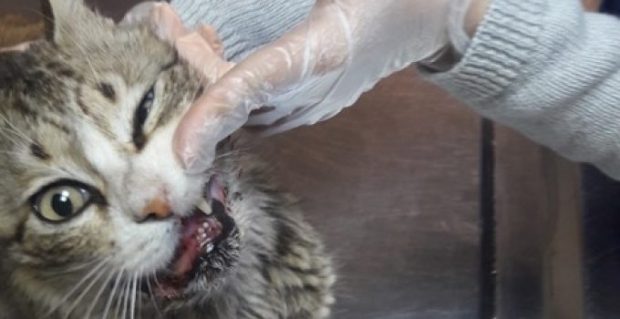 وزارة الصحة البريطانية: بريطاني توفي بسبب عضة قطة في المغرب!!