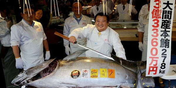 بالفيديو والصور من طوكيو.. ياباني يشتري سمكة بأكثر من 3 ملايين دولار!