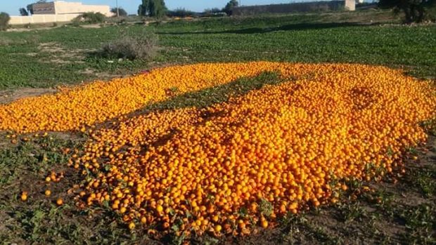 في جهة سوس.. إتلاف 20 ألف طن من البرتقال
