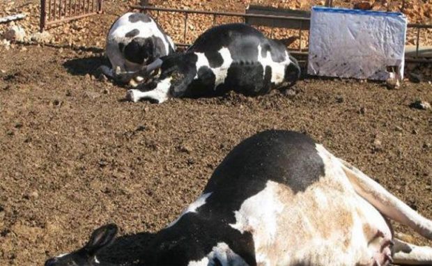 منع إدخال الأبقار إلى السوق.. رعب في أولاد عمران بسبب الحمى القلاعية!