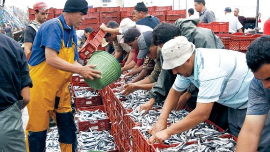 في 2018.. أزيد من 7 ملايير درهم مداخيل منتجات الصيد الساحلي والتقليدي