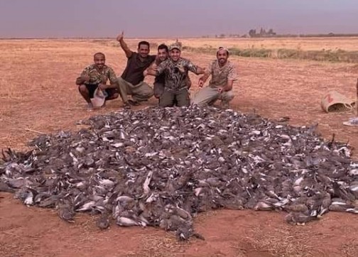 ضواحي مراكش.. خليجيون يرتكبون “مجزرة” في حق طيور السمان