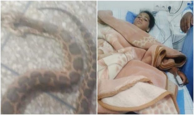 الرشيدية.. لدغة أفعى ترسل فتاة إلى مصلحة الإنعاش