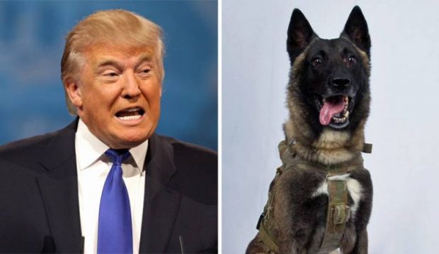 وصفه بـ”الرائع”.. ترامب ينشر صورة الكلب الذي ساهم في القضاء على البغدادي