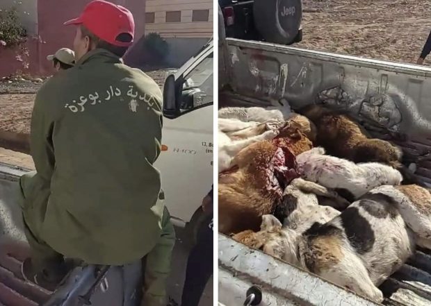 قتل كلاب بالرصاص في دار بوعزة.. استياء وردود فعل غاضبة (صور وفيديو)