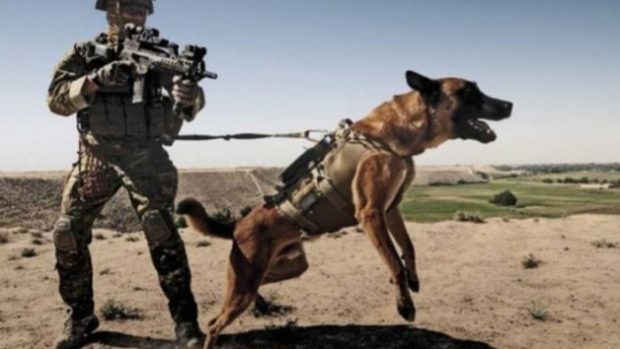 لم يتم الاتفاق بالأساس على طريقة استعمالها.. حقيقة “استعادة” أمريكا كلابا عسكرية مدربة من المغرب