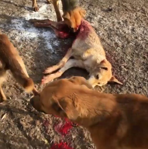 أكادير.. حقيقة فيديوهات “قتل” كلاب داخل المحجز البلدي