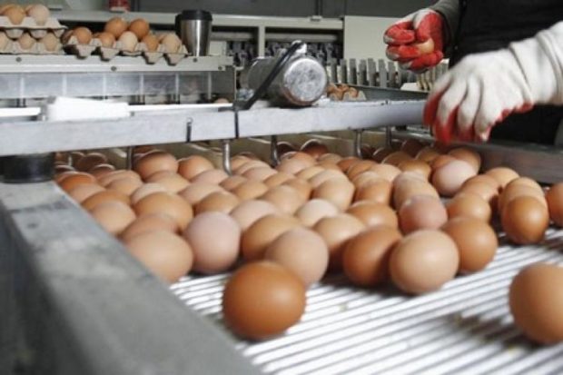 بسبب كورونا.. منتجي البيض يتكبدون خسائر بـ350 مليون درهم في اليوم