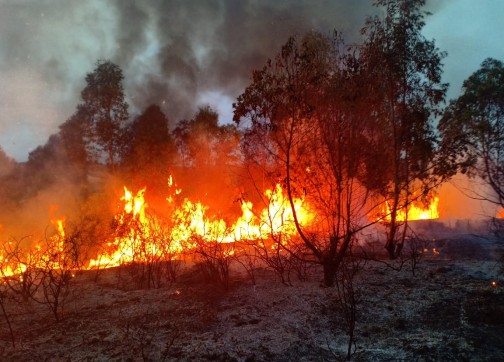 المدير الجهوي للمياه والغابات في طنجة: الحرارة والرياح زادو من خطورة حريق الغابة الديبلوماسية (فيديو)