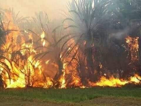 واحة آيت منصور  في تافراوت.. إخماد حريق أتى على العشرات من النخيل