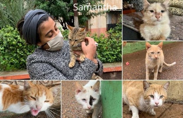 إنسانية من نوع آخر.. شابة تطلق حملة لإنقاذ قطط من الموت جوعا خلال أزمة كورونا