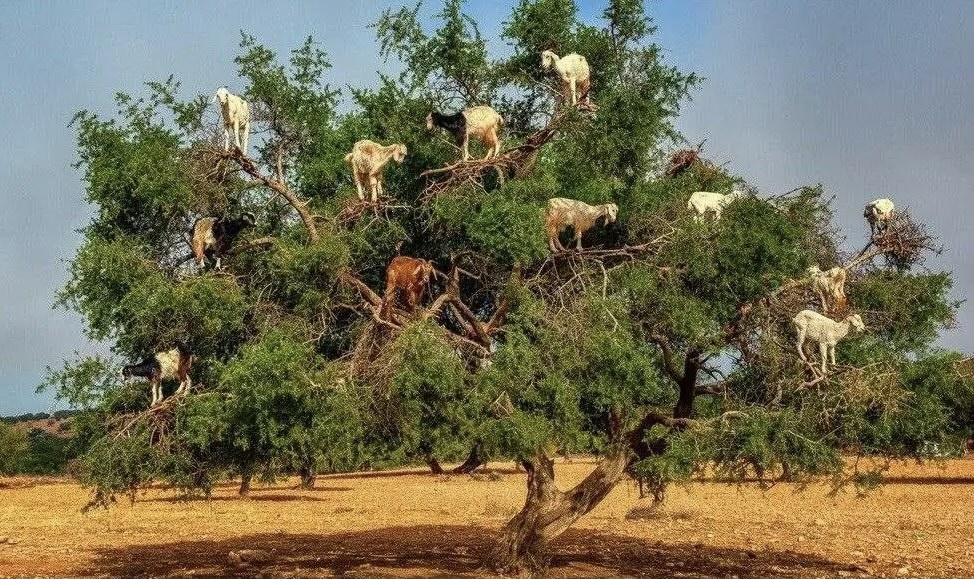 بمبادرة من المغرب.. الأمم المتحدة تعتمد 10 ماي يوما عالميا لشجرة الأركان –  كيفاش