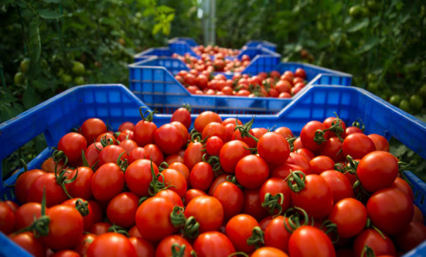 الأعلى تاريخيا.. المغرب المصدر الأول للطماطم لإسبانيا بـ78 مليون أورو سنة 2020