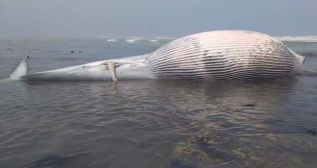 طوله حوالي 16 مترا ووزنه حوالي 20 طنا.. حوت كبير لاحو البحر فطانطان (صور)