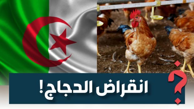 بعد أزمة الماء والقمح والخبز.. الدجاج مهدد بالانقراض في الجزائر!