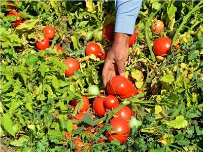 ظهور مرض نباتي جديد خاص بنبتة الطماطم والفلفل.. “أونسا” كيحققو منين جا