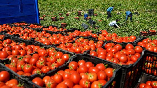 فات إسبانيا.. المغرب ثاني أكبر مصدر للطماطم إلى السوق البريطانية