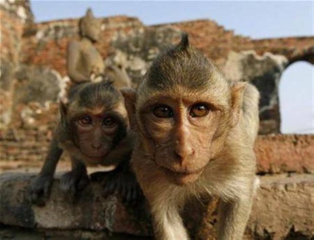 دعت إلى تتبع المخالطين.. منظمة الصحة العالمية تحذر من انتشار عدوى “جدري القرود”